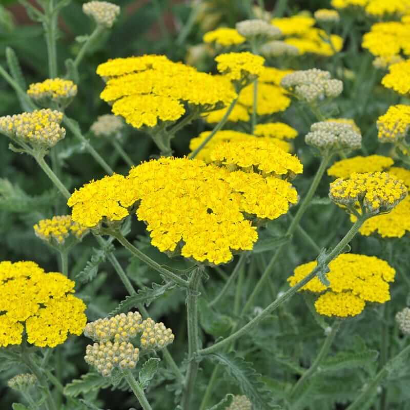 Moonshine Yarrow Seeds - Herbal Plant