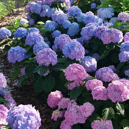 Mophead Hydrangea Seeds