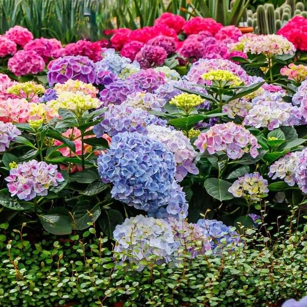Mophead Hydrangea Seeds