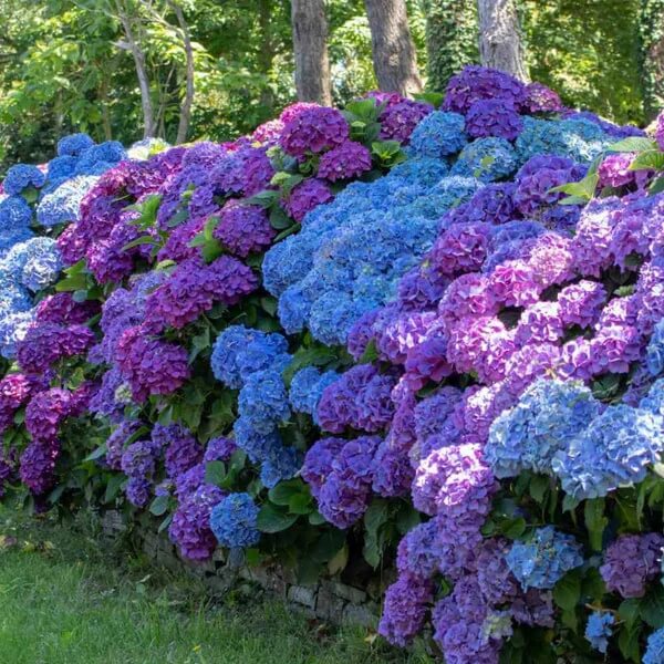 Mophead Hydrangea Seeds