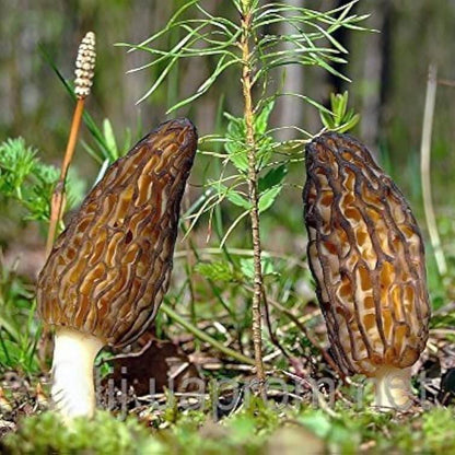 Morchella Conica Morel Mushroom Spawn