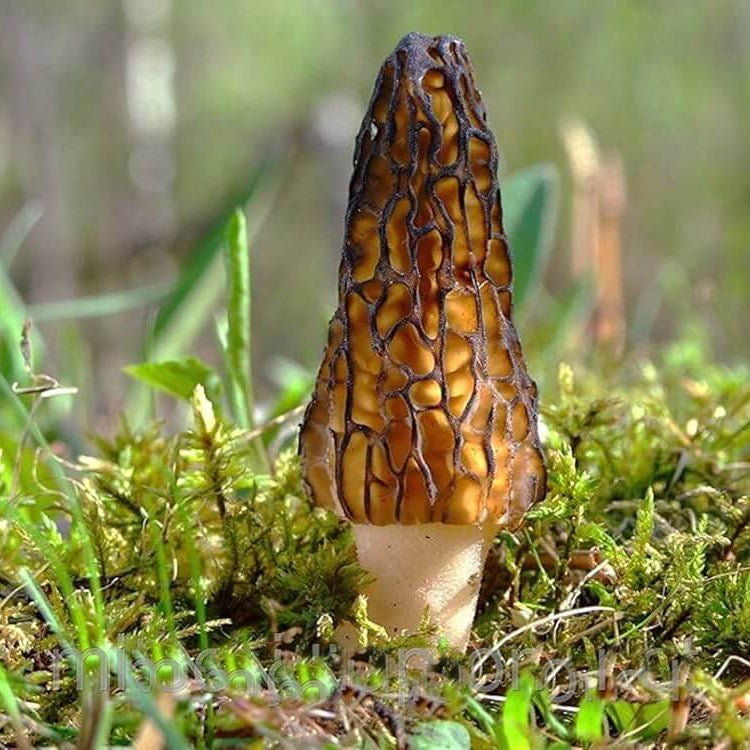 Morchella Conica Morel Mushroom Spawn