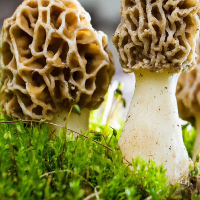 Morel mushroom seeds - Vegetable Plant