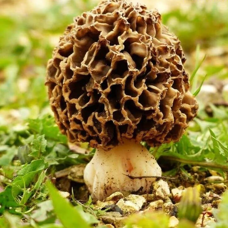 Morel mushroom seeds - Vegetable Plant