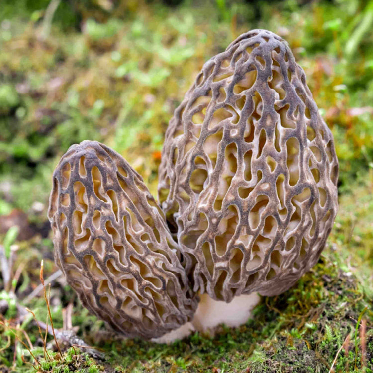 Morel mushroom seeds - Vegetable Plant