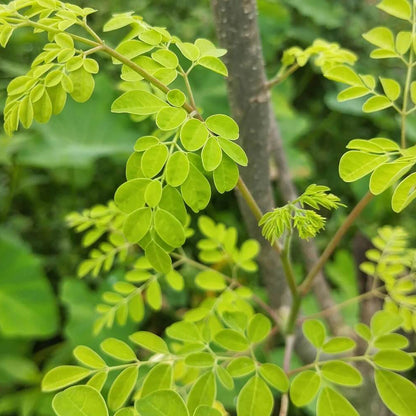 Moringa Oleifera Seeds