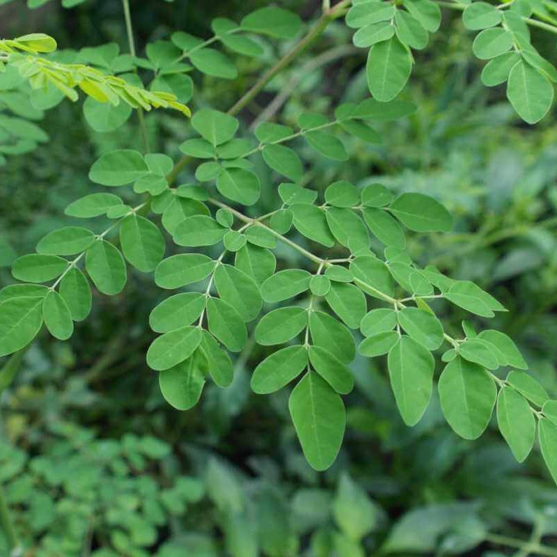 Moringa Oleifera Seeds