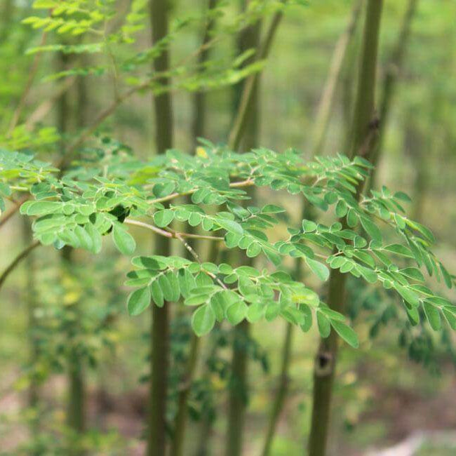 Moringa Oleifera Seeds