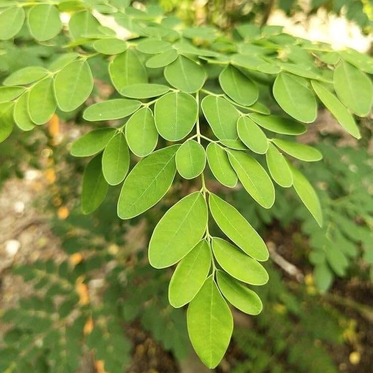 Moringa Oleifera Seeds - Herbal Plant