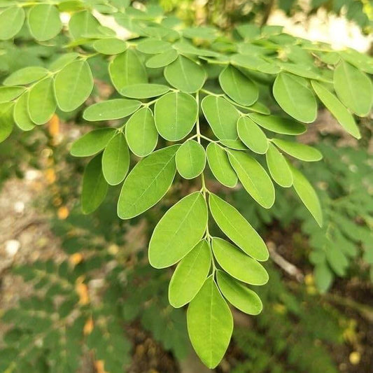 Moringa Oleifera Seeds - Herbal Plant