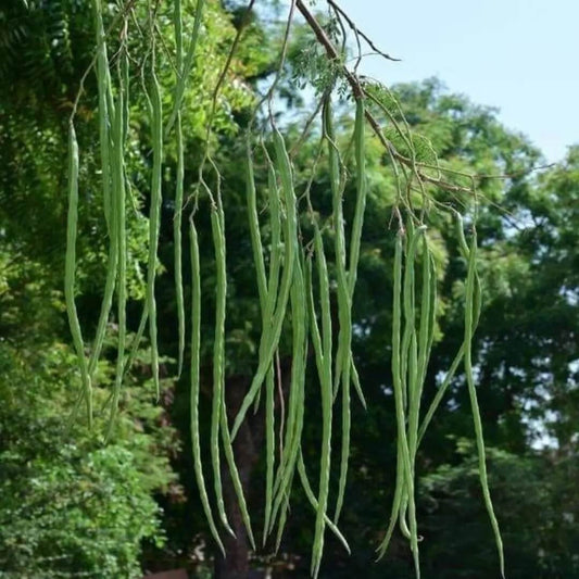 Moringa Seeds