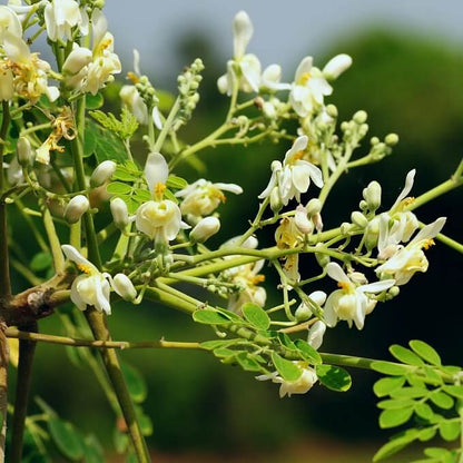 Moringa Seeds