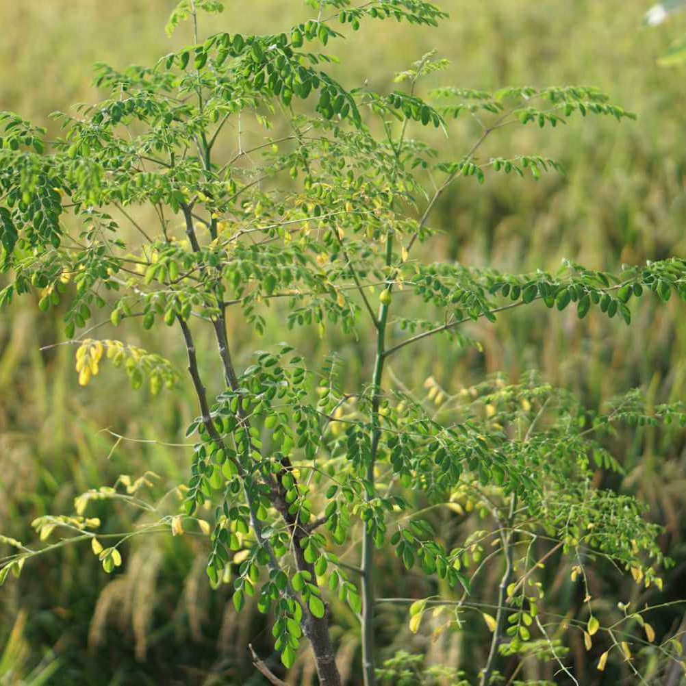 Moringa Seeds