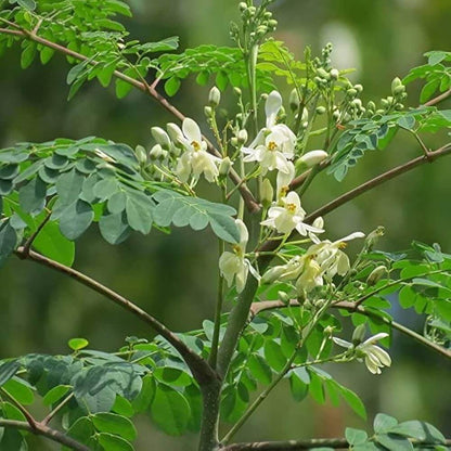 Moringa Seeds