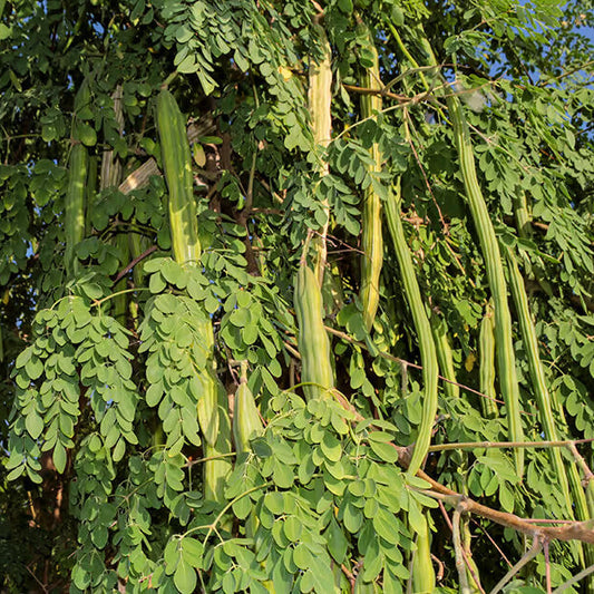 Moringa Seeds