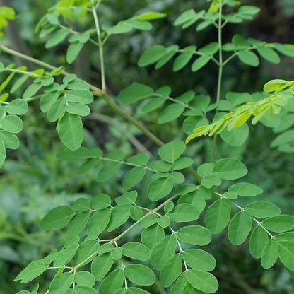 Moringa Seeds