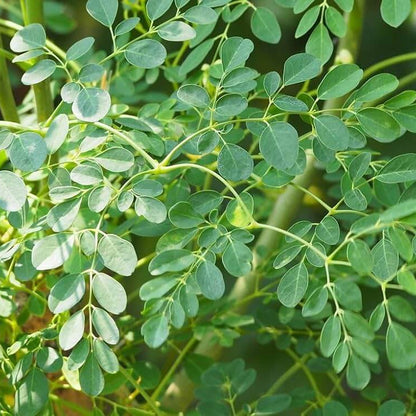 Moringa Seeds