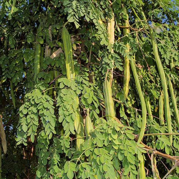 Moringa Seeds for Planting