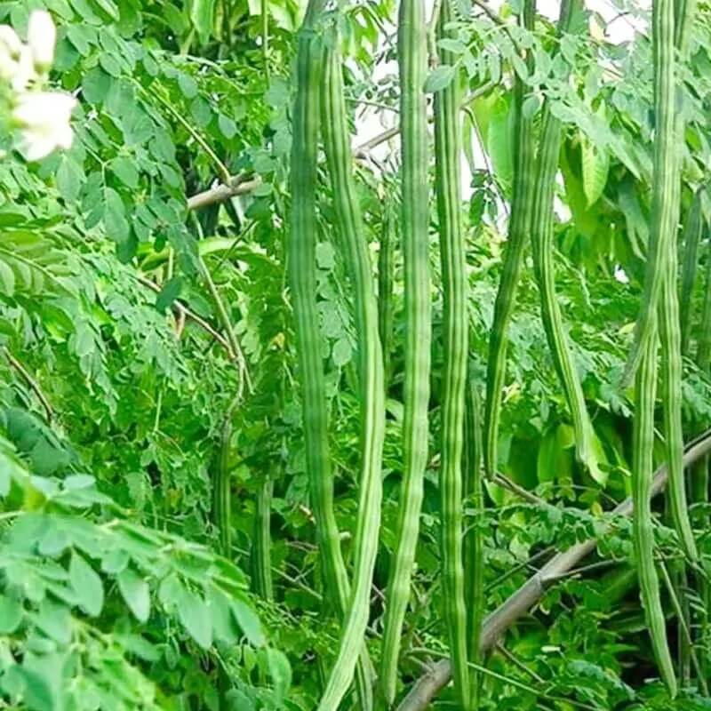 Moringa Seeds for Planting