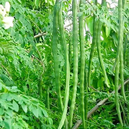 Moringa Seeds for Planting