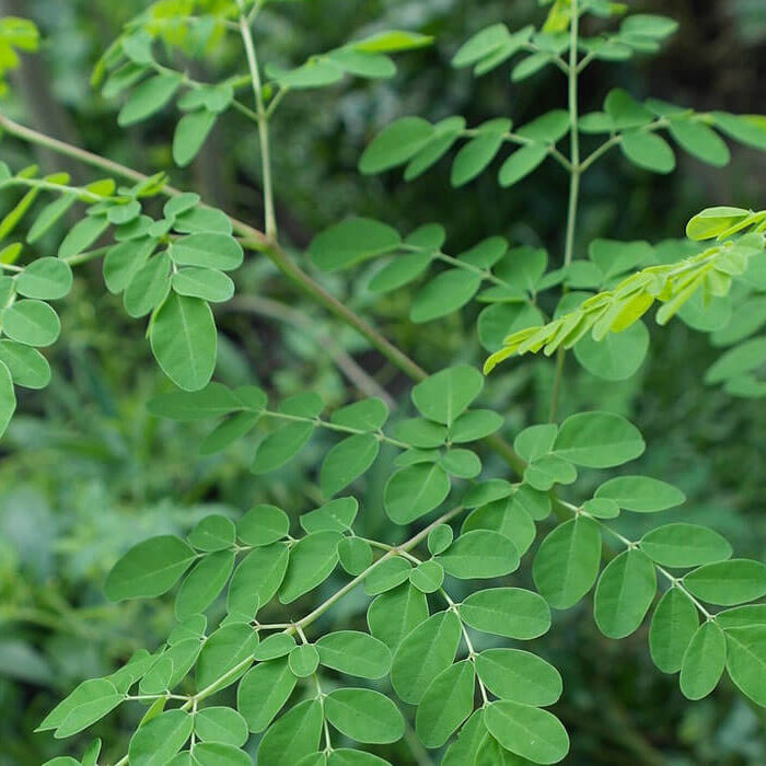 Moringa Seeds for Planting