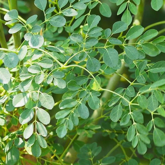 Moringa Seeds for Planting