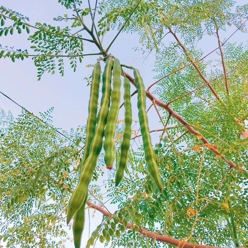 Moringa Tree Seeds