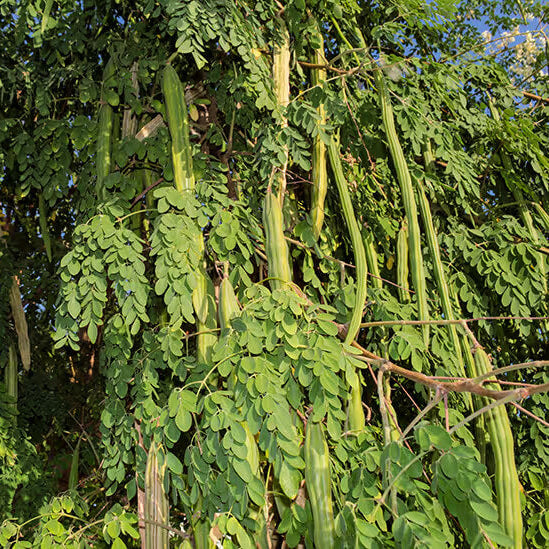 Moringa Tree Seeds