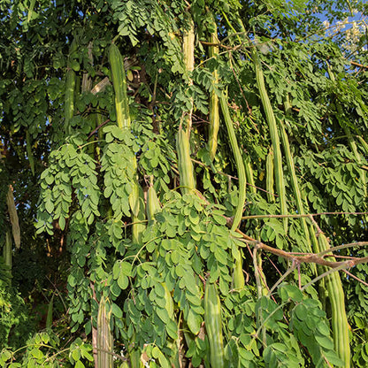 Moringa Tree Seeds
