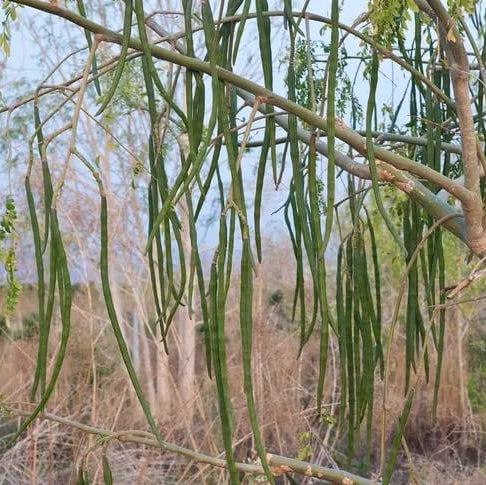 Moringa Tree Seeds