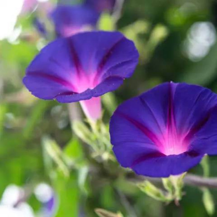 Morning Glory Seeds - Heirloom Flower Plant for Home Gardens