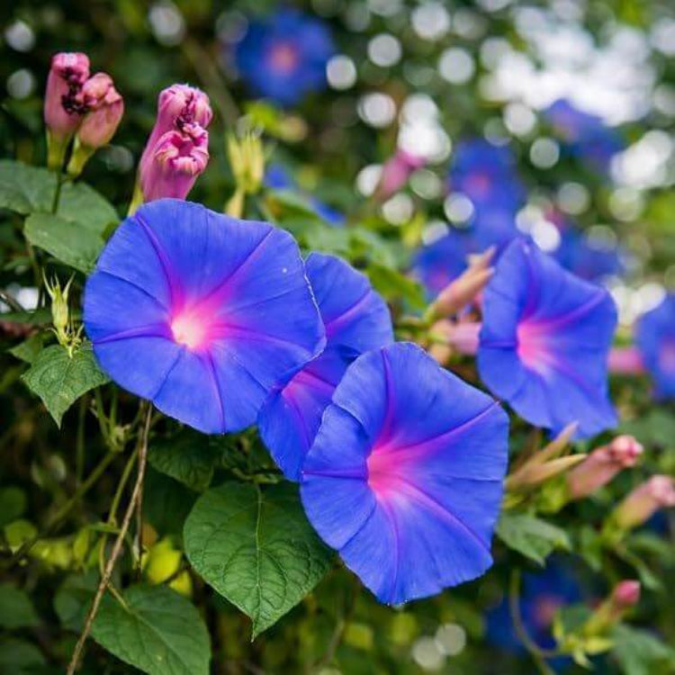 Morning Glory Seeds - Heirloom Flower Plant for Home Gardens