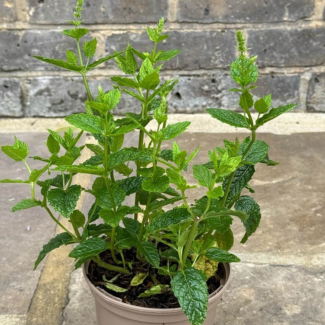 Moroccan Mint Seeds - Herbal Plant