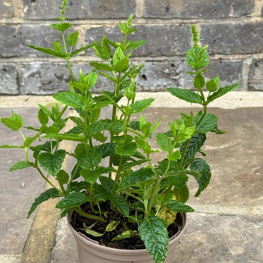 Moroccan Mint Seeds - Herbal Plant