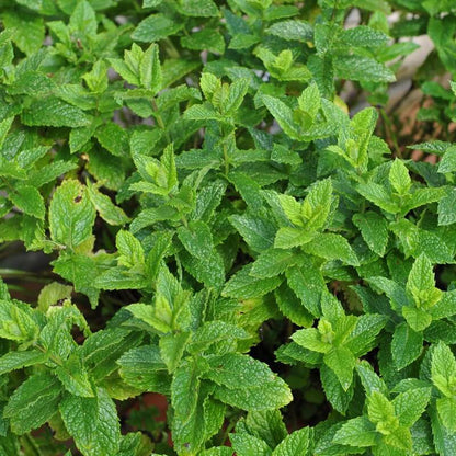 Moroccan Mint Seeds - Herbal Plant
