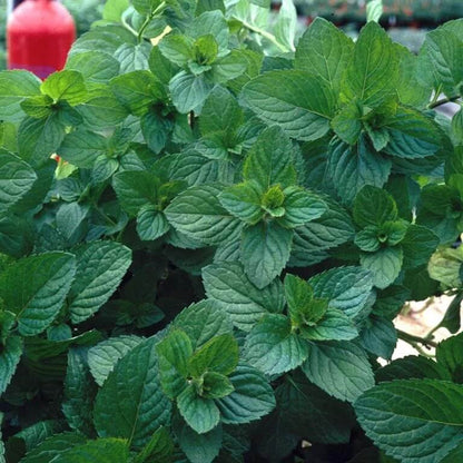 Moroccan Mint Seeds - Herbal Plant