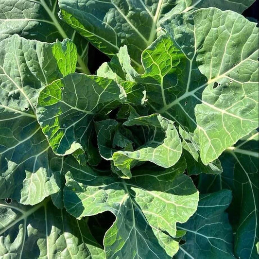 Morris Heading Collard Green Seeds