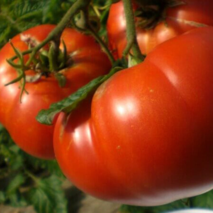Mortgage Lifter  tomato seeds - Vegetable Plant