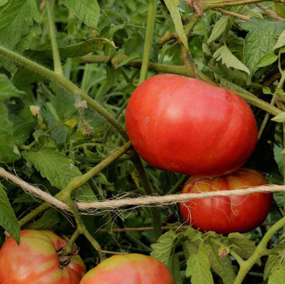 Mortgage Lifter  tomato seeds - Vegetable Plant