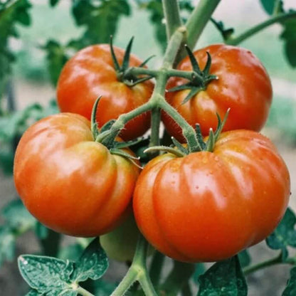 Mortgage Lifter  tomato seeds - Vegetable Plant