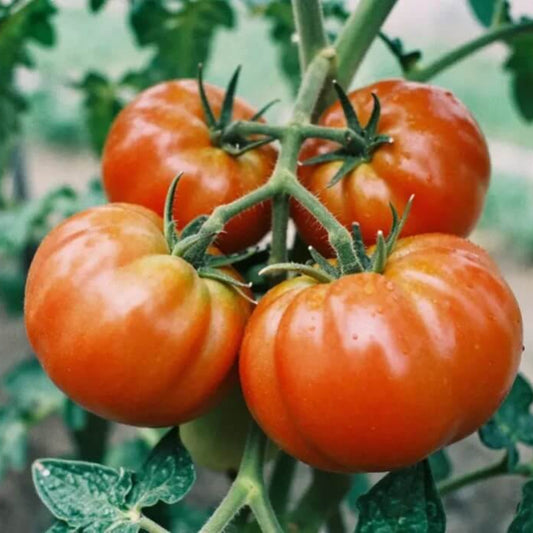 Mortgage Lifter  tomato seeds - Vegetable Plant