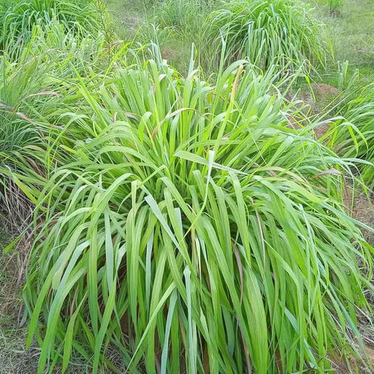 Mosquito Plant Seeds