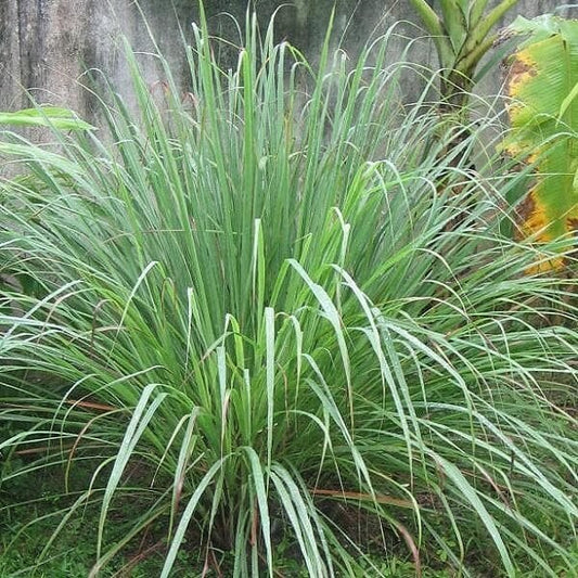 Mosquito Repellent Plant Seeds