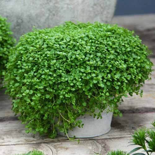 Moss Mint Seeds
