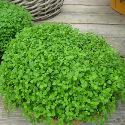 Moss Mint Seeds