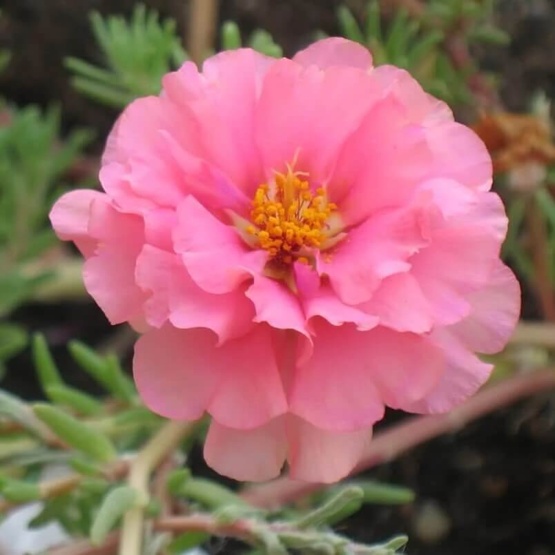 Moss Rose Portulaca seeds