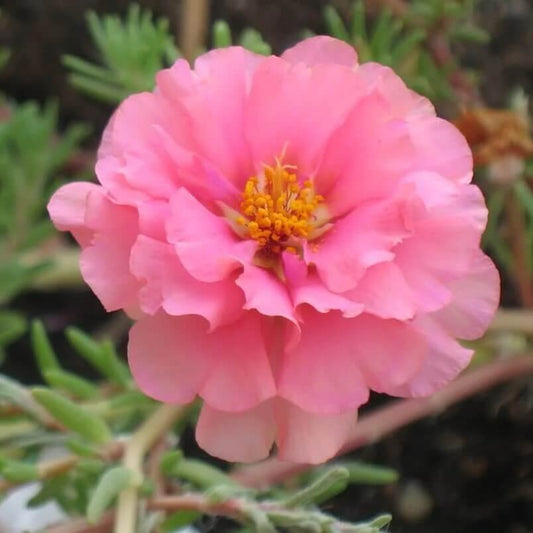 Moss Rose Portulaca seeds