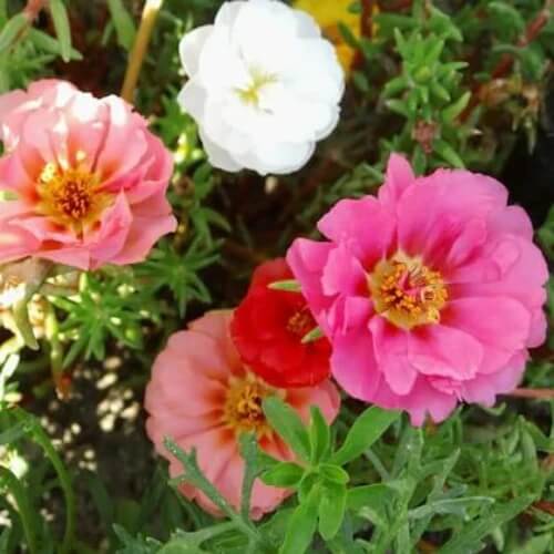 Moss Rose Portulaca seeds