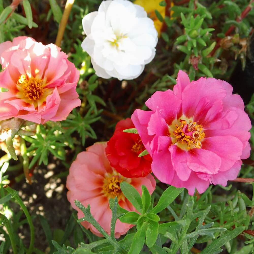 Moss Rose Purslane Seeds - Flower Plant