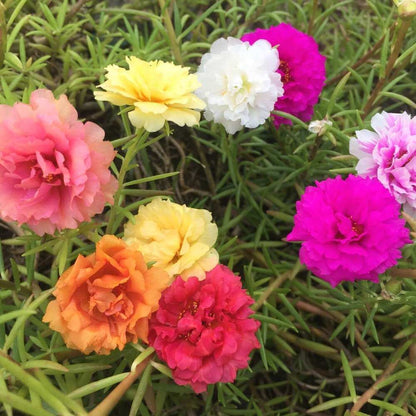 Moss Rose Purslane Seeds - Flower Plant